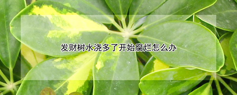 发财树水浇多了开始腐烂怎么办 发财树水浇多了开始腐烂怎么办呢