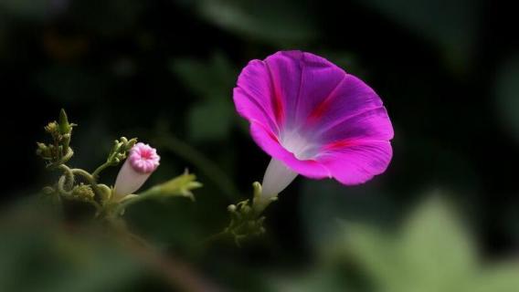 喇叭花花语（喇叭花花语是什么意思）