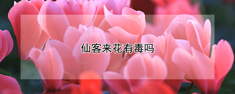 仙客来花有毒吗 仙客来花有毒吗能放在卧室里吗