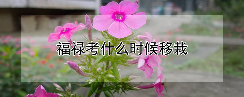 福禄考什么时候移栽 福禄考什么时间扦插