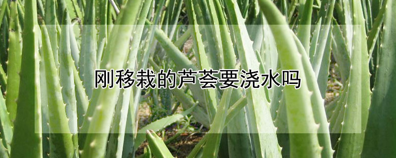 刚移栽的芦荟要浇水吗（刚移栽的芦荟要浇水吗怎么浇）