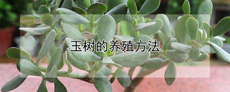 玉树的养殖方法（玉树的养殖方法和浇水）
