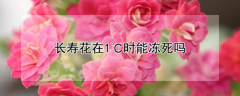 长寿花在1℃时能冻死吗 长寿花在零下4度会冻伤吗