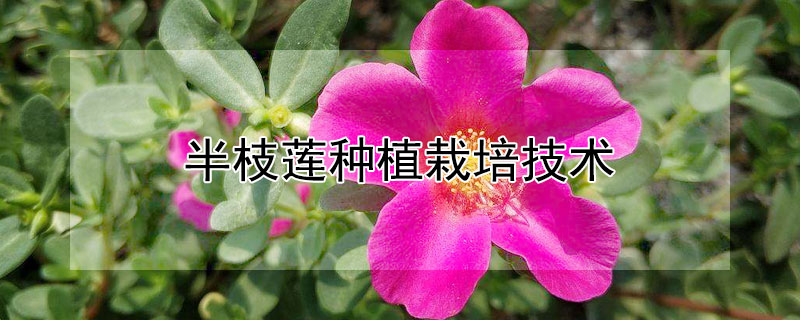 半枝莲种植栽培技术 半枝莲种植栽培技术要点