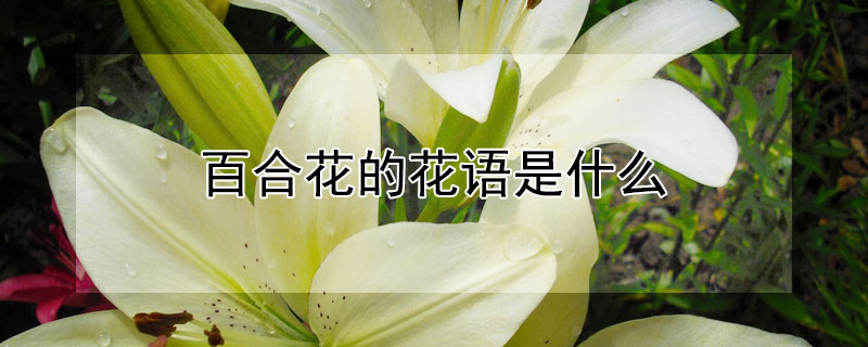 百合花的花语是什么 百合花的花语是什么意思
