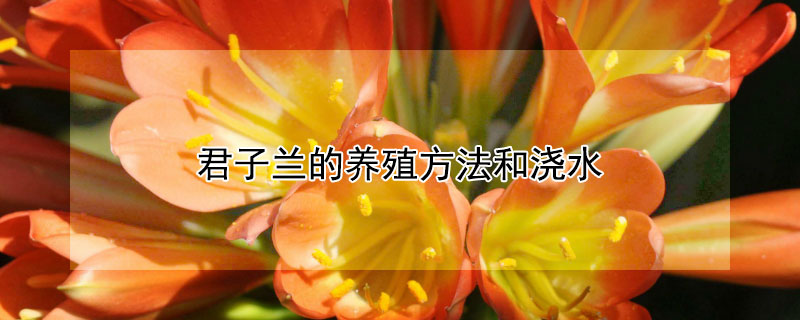 君子兰的养殖方法和浇水 君子兰的养殖方法和浇水时间