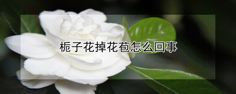栀子花掉花苞怎么回事（栀子花掉花苞怎么回事啊）