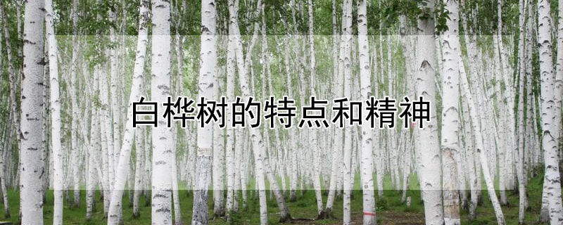 白桦树的特点和精神（白桦树的特点和精神品质作文）