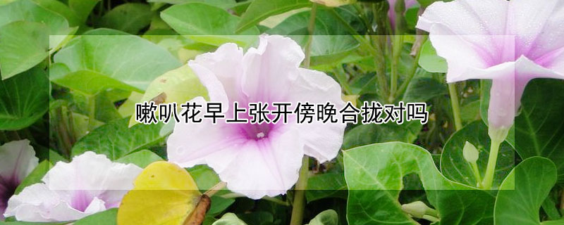 嗽叭花早上张开傍晚合拢对吗（喇叭花早上是张开还是合上的?）