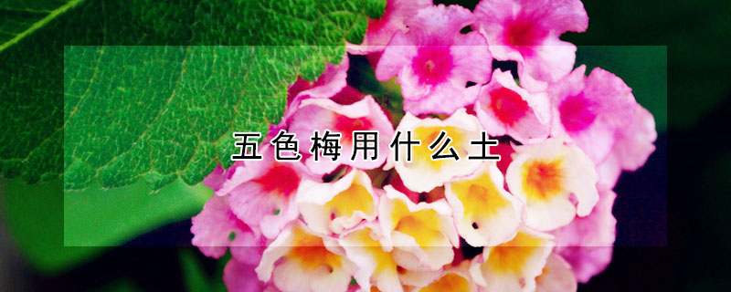 五色梅用什么土（五色梅喜欢什么土壤）