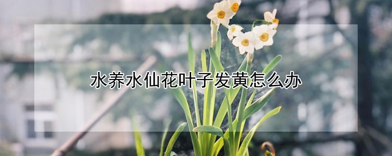 水养水仙花叶子发黄怎么办 水养水仙花叶子发黄怎么回事