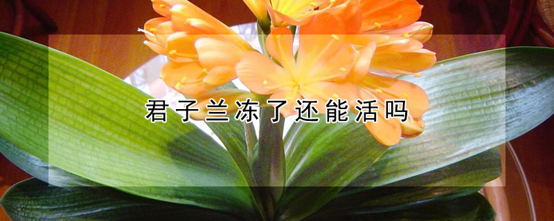 君子兰冻了还能活吗（君子兰冻了能缓过来吗）