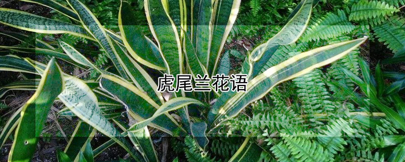 虎尾兰花语 虎尾兰花语寓意