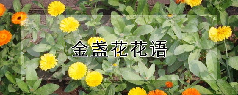 金盏花花语 金盏花的花语和象征