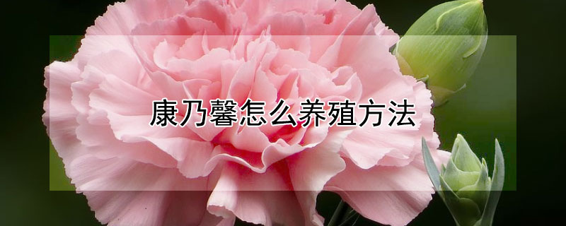 康乃馨怎么养殖方法 康乃馨养殖方法 盆栽