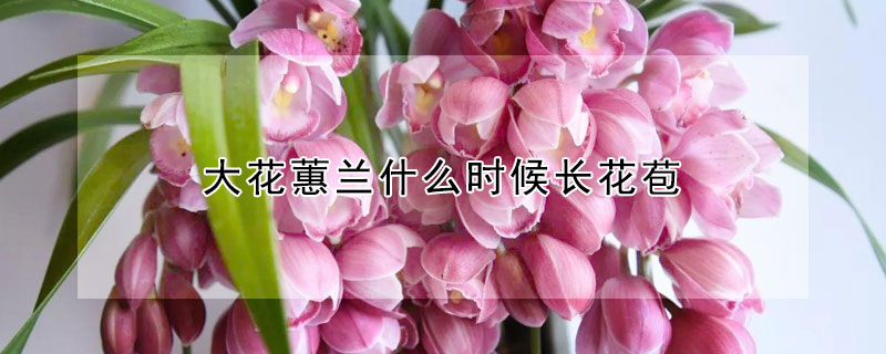 大花蕙兰什么时候长花苞 大花蕙兰几月份出花芽