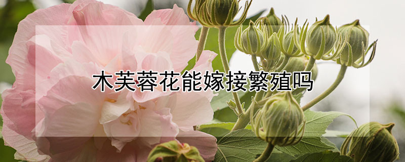木芙蓉花能嫁接繁殖吗 木芙蓉花能嫁接繁殖吗图片