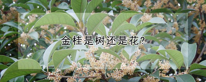 金桂是树还是花? 金桂是树还是花图片