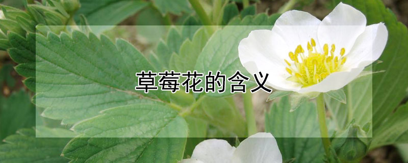 草莓花的含义（草莓花的含义是什么）