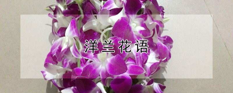 洋兰花语（洋兰花语象征与寓意）
