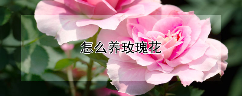 怎么养玫瑰花 怎么养玫瑰花束