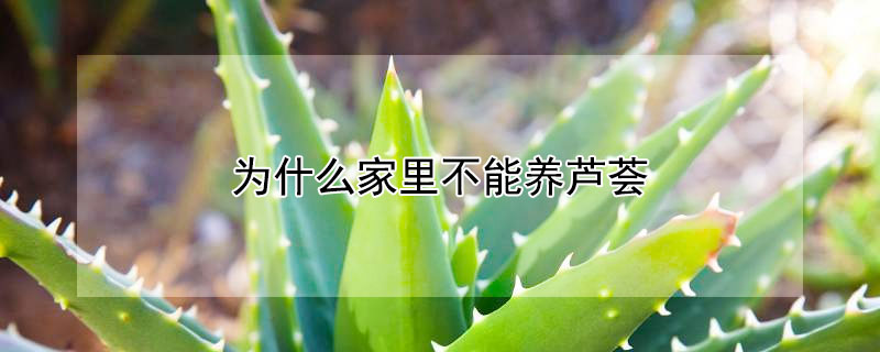 为什么家里不能养芦荟（为什么家里不能养芦荟植物）