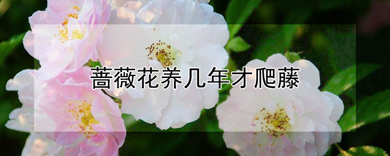 蔷薇花养几年才爬藤（三种最旺家的爬藤花）