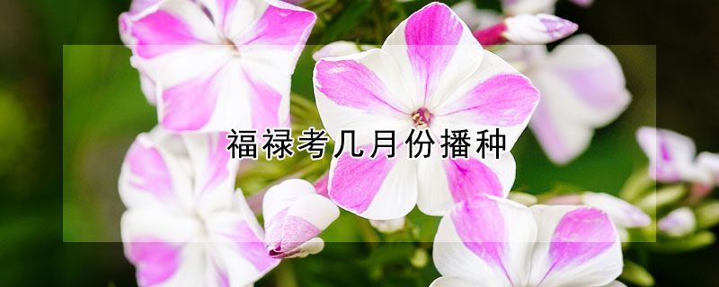 福禄考几月份播种（福禄考什么时候播种）