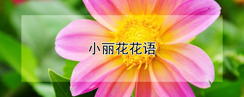 小丽花花语 小丽花花语和寓意