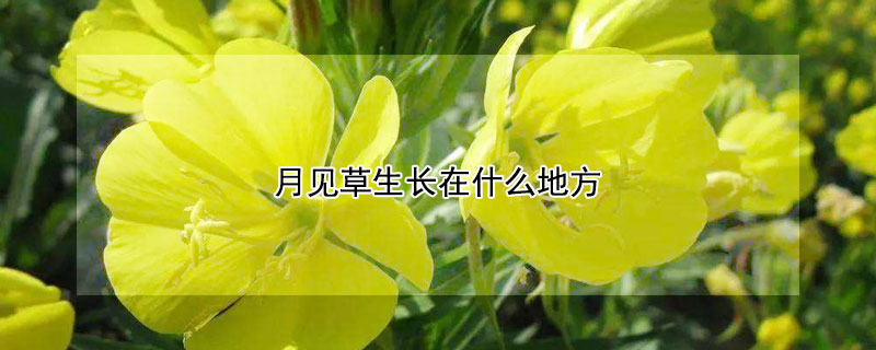 月见草生长在什么地方 月见草生长在什么地方图片