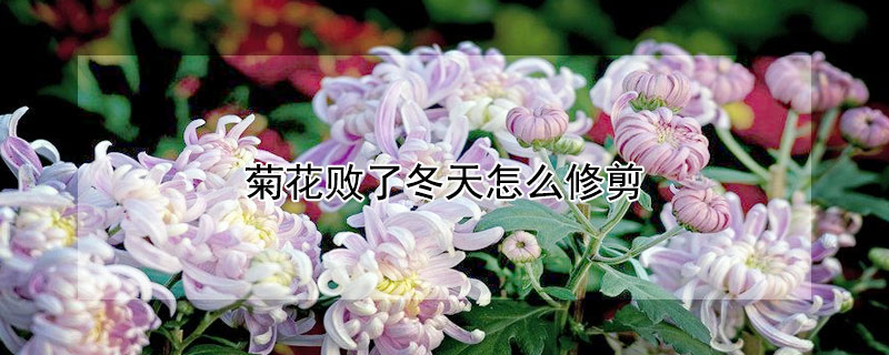 菊花败了冬天怎么修剪 冬季菊花败了后怎么养