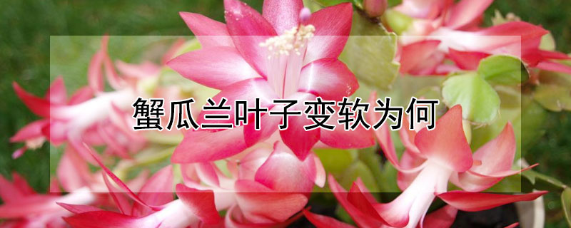 蟹瓜兰叶子变软为何（蟹瓜兰叶子变软为何要剪掉）