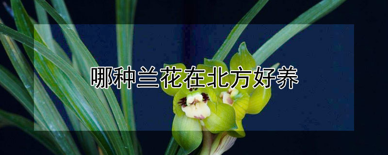 哪种兰花在北方好养 哪种兰花在北方好养呢