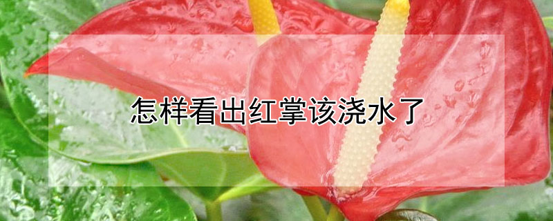 怎样看出红掌该浇水了 怎样看出红掌该浇水了没