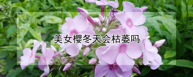 美女樱冬天会枯萎吗（美女樱冬天死了,春天会发芽吗）