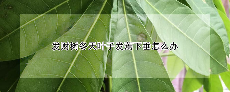 发财树冬天叶子发蔫下垂怎么办 发财树冬天叶子蔫了怎么办