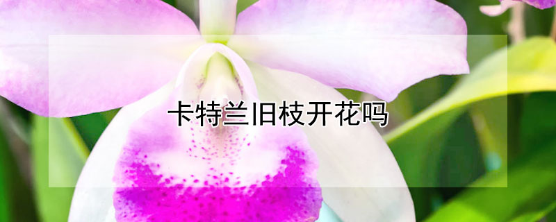 卡特兰旧枝开花吗（卡特兰旧枝如何修剪）