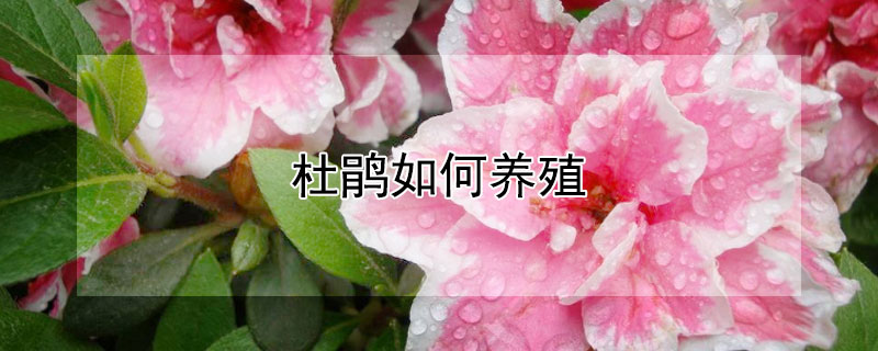 杜鹃如何养殖（杜鹃如何养殖视频）