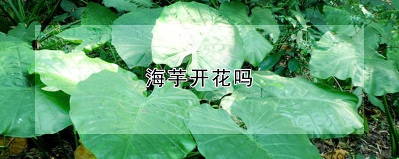 海芋开花吗（海芋开花怎么繁殖）
