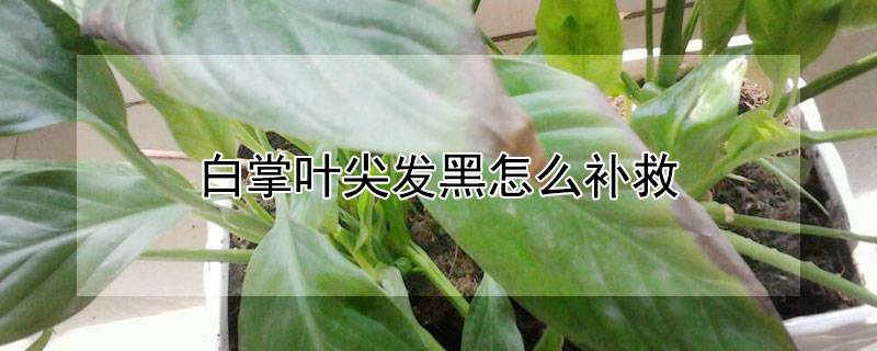 白掌叶尖发黑怎么补救 叶子尖发黑枯萎像烧焦