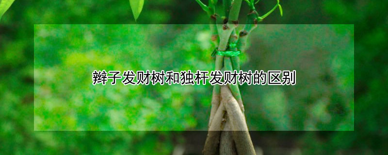辫子发财树和独杆发财树的区别 辫子发财树和独杆发财树哪个风水好