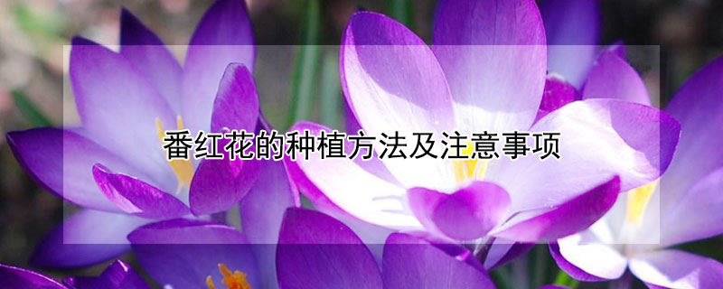 番红花的种植方法及注意事项 番红花的种植方法和时间