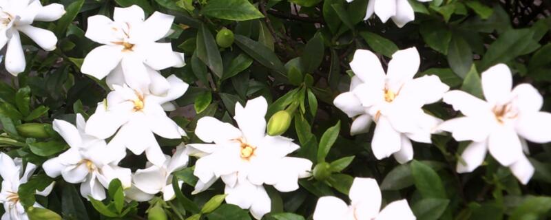 枙子花花语 枙子花开的寓意