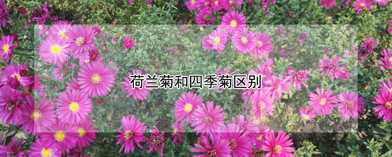 荷兰菊和四季菊区别（一年四季都开花的菊花品种）