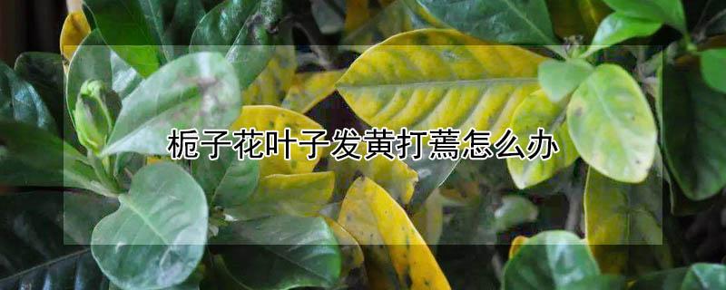 栀子花叶子发黄打蔫怎么办 栀子花叶子发黄补救办法