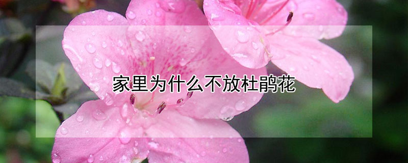 家里为什么不放杜鹃花 家里为什么不放杜鹃花 原因