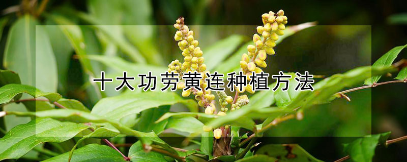 十大功劳黄连种植方法 黄连十大功劳的功效