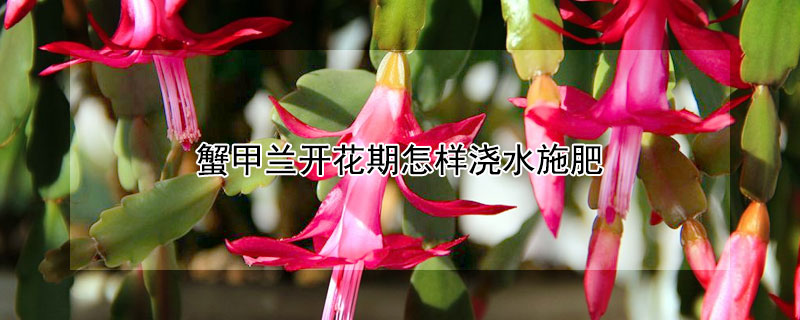 蟹甲兰开花期怎样浇水施肥（蟹甲兰开完花之后怎么养护）