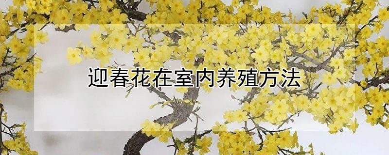 迎春花在室内养殖方法 迎春花室内怎么养殖