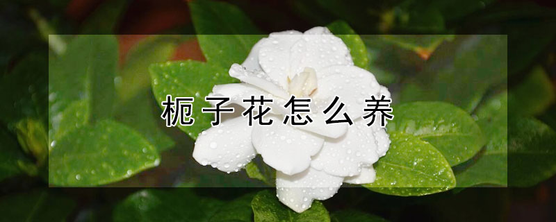 枙子花怎么养（枙子花怎么养成盆栽）